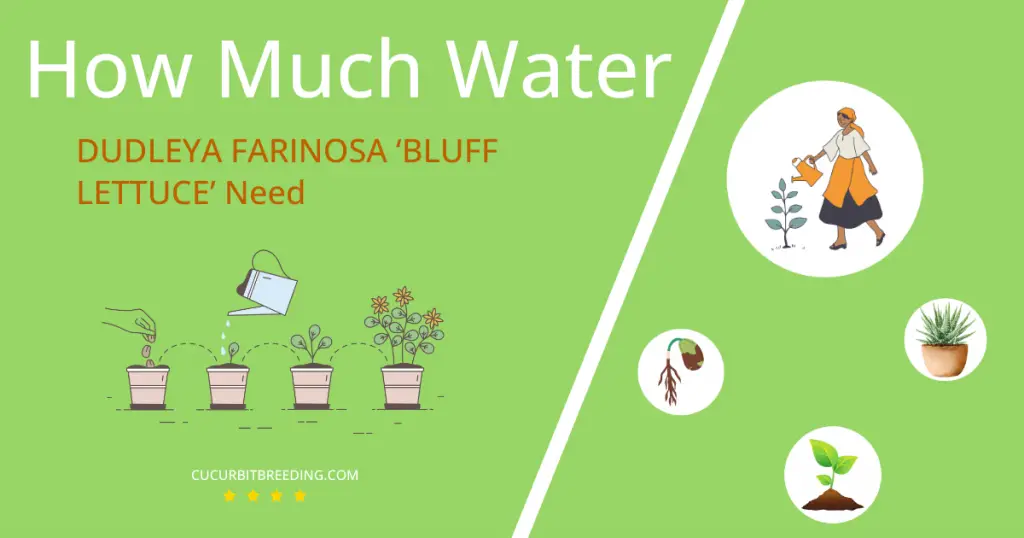 how often to water dudleya farinosa bluff lettuce