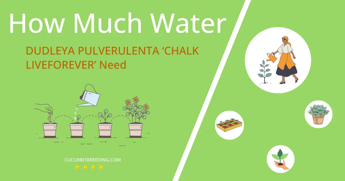 how often to water dudleya pulverulenta chalk liveforever