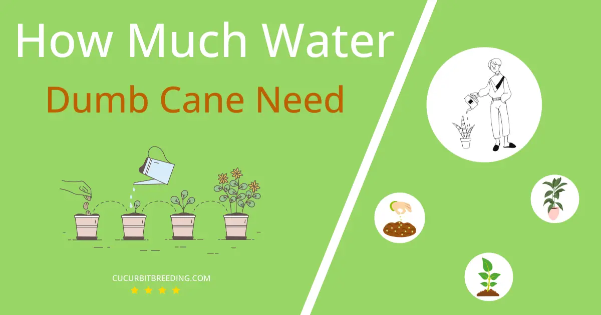 how often to water dumb cane