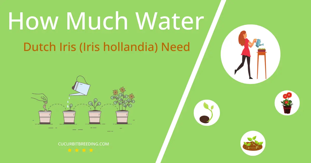 how often to water dutch iris iris hollandia