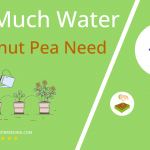 how often to water earthnut pea