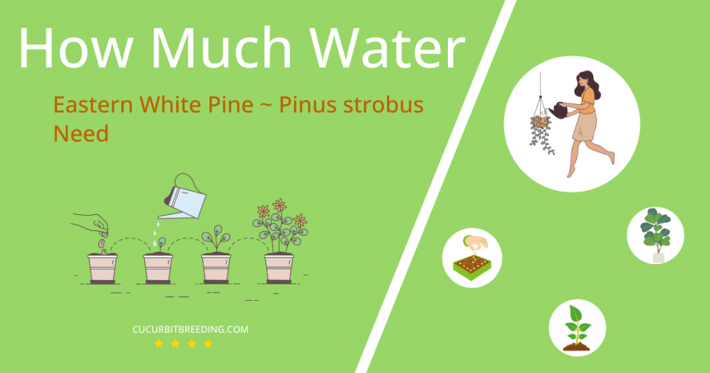 how often to water eastern white pine pinus strobus