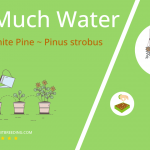 how often to water eastern white pine pinus strobus