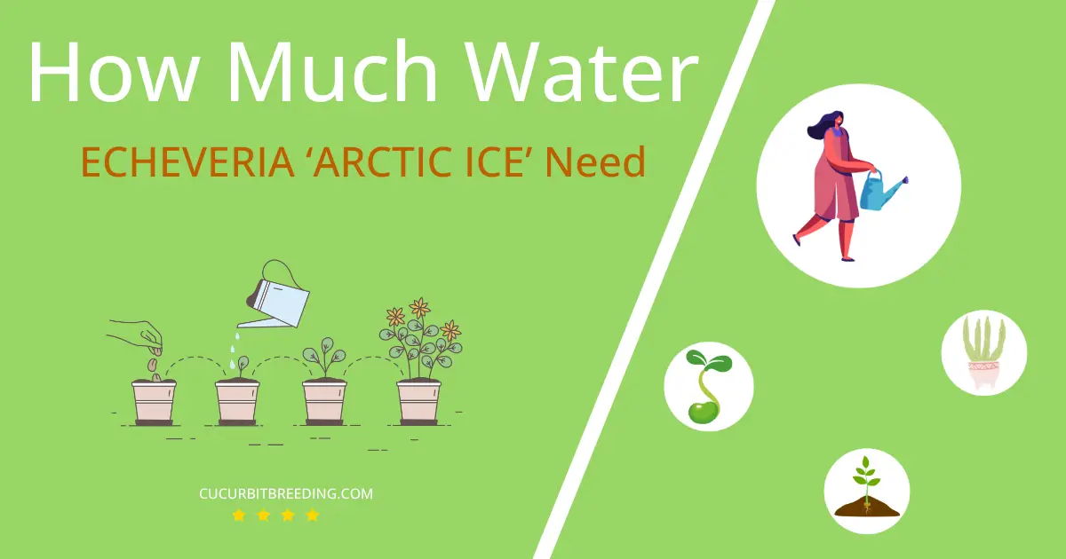 how often to water echeveria arctic ice