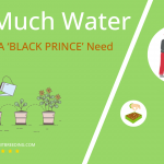 how often to water echeveria black prince