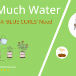how often to water echeveria blue curls