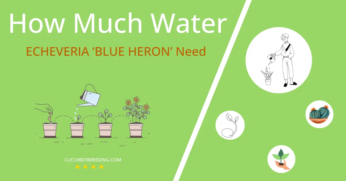 how often to water echeveria blue heron