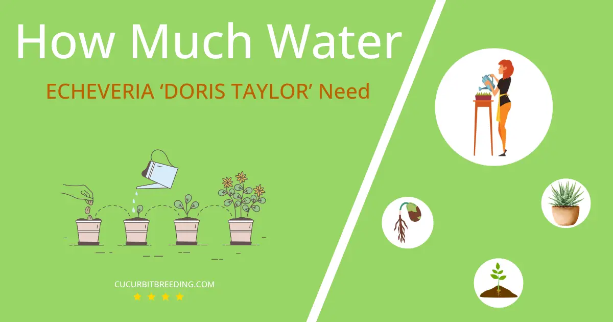how often to water echeveria doris taylor