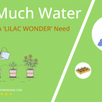 how often to water echeveria lilac wonder