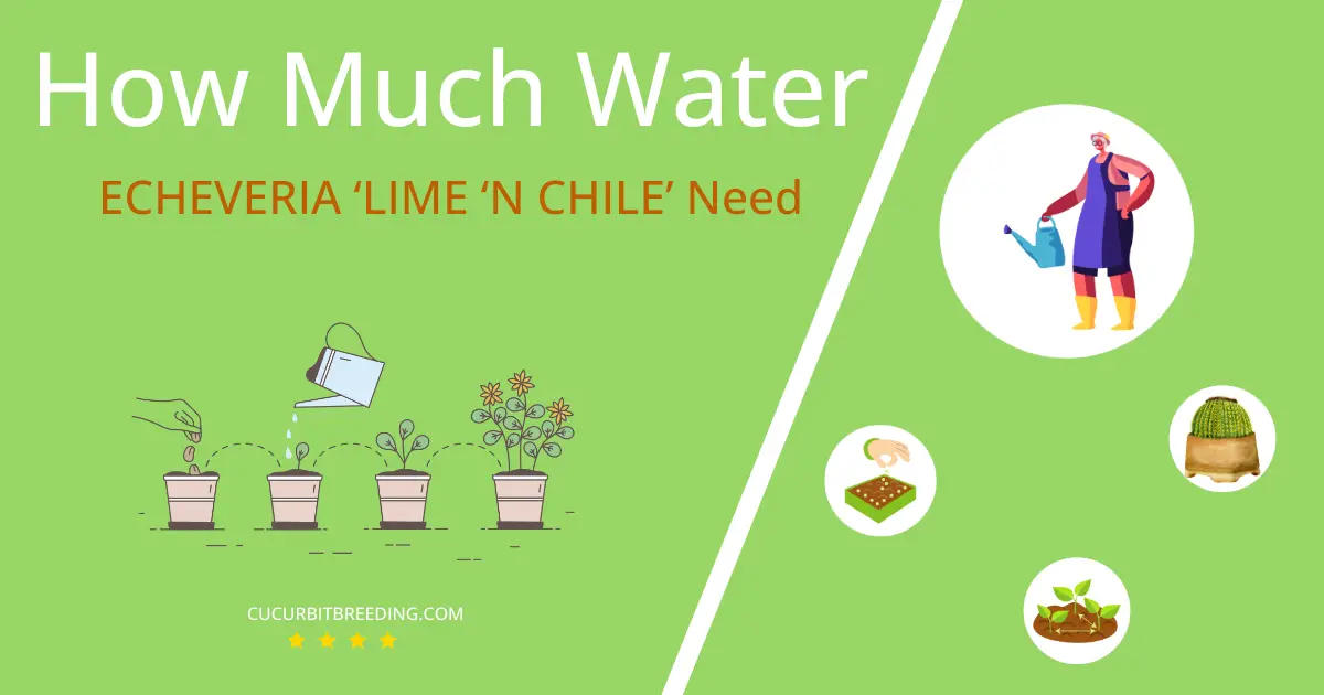 how often to water echeveria lime n chile
