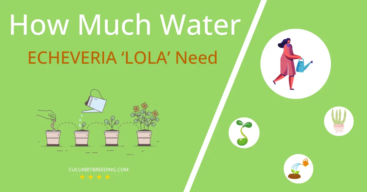 how often to water echeveria lola