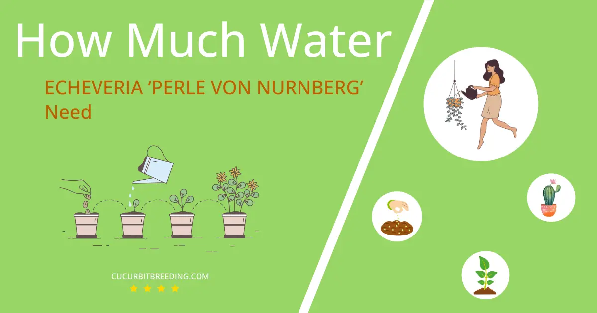 how often to water echeveria perle von nurnberg