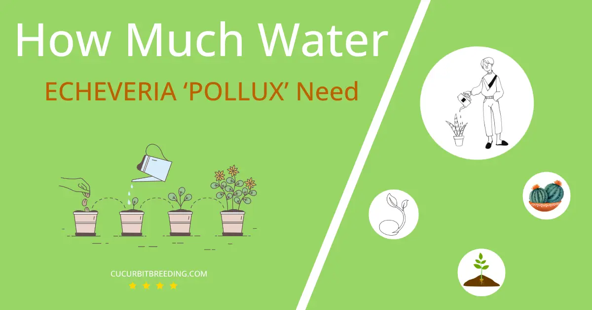 how often to water echeveria pollux