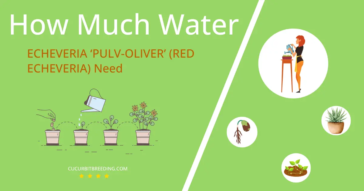 how often to water echeveria pulv oliver red echeveria