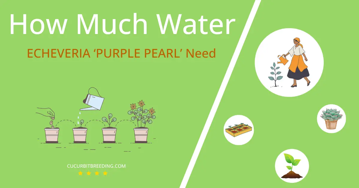 how often to water echeveria purple pearl