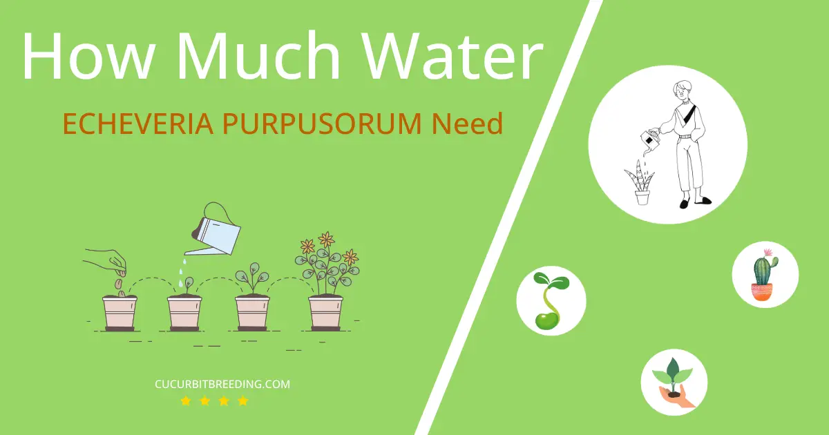 how often to water echeveria purpusorum