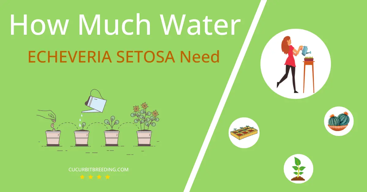 how often to water echeveria setosa