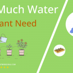 how often to water eggplant