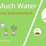 how often to water elephants ear kalanchoe
