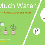 how often to water english elm ulmus procera