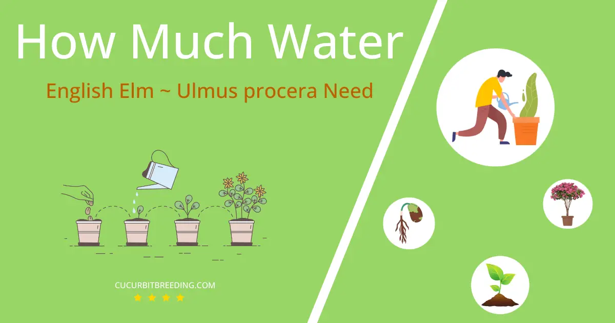 how often to water english elm ulmus procera