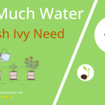 how often to water english ivy