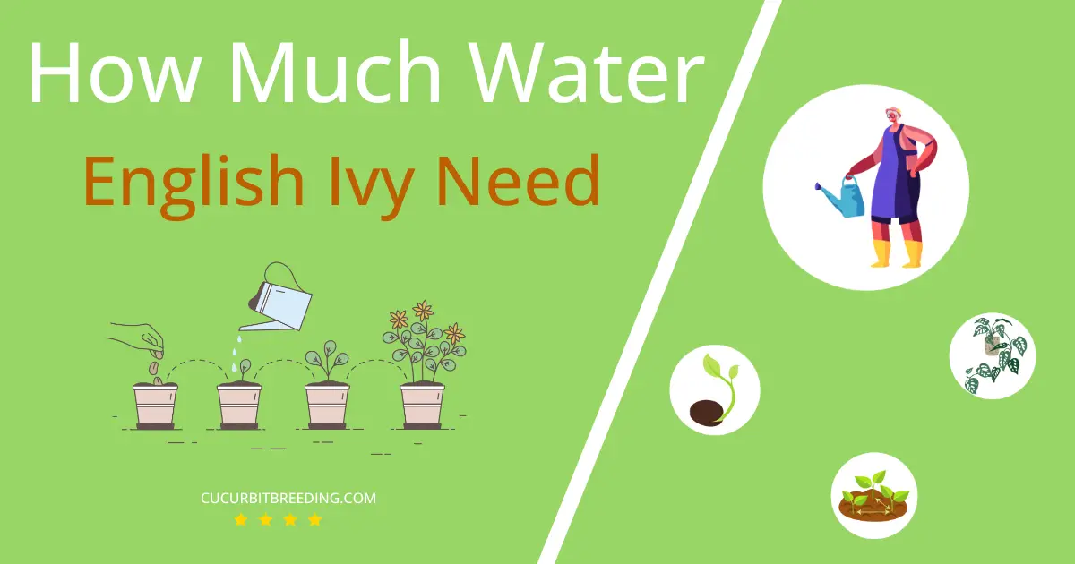 how often to water english ivy