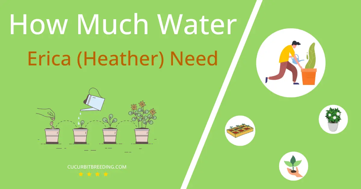 how often to water erica heather