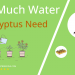 how often to water eucalyptus