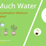 how often to water euphorbia cyathophor mexican fireplant