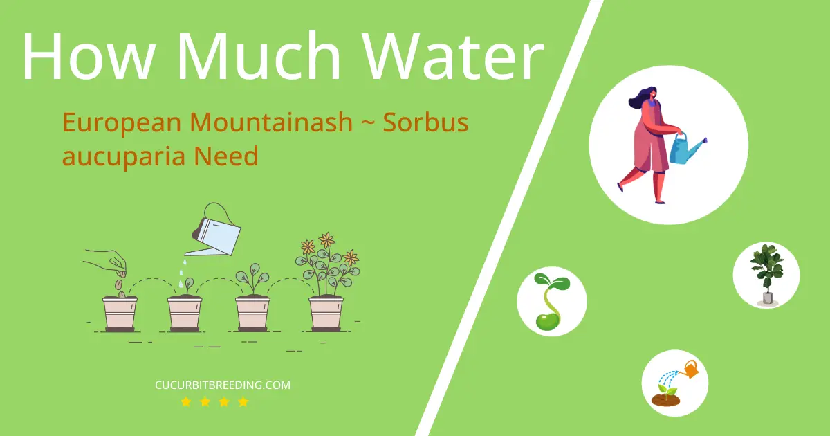 how often to water european mountainash sorbus aucuparia