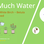 how often to water european white birch betula pendula