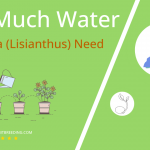 how often to water eustoma lisianthus