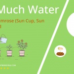 how often to water evening primrose sun cup