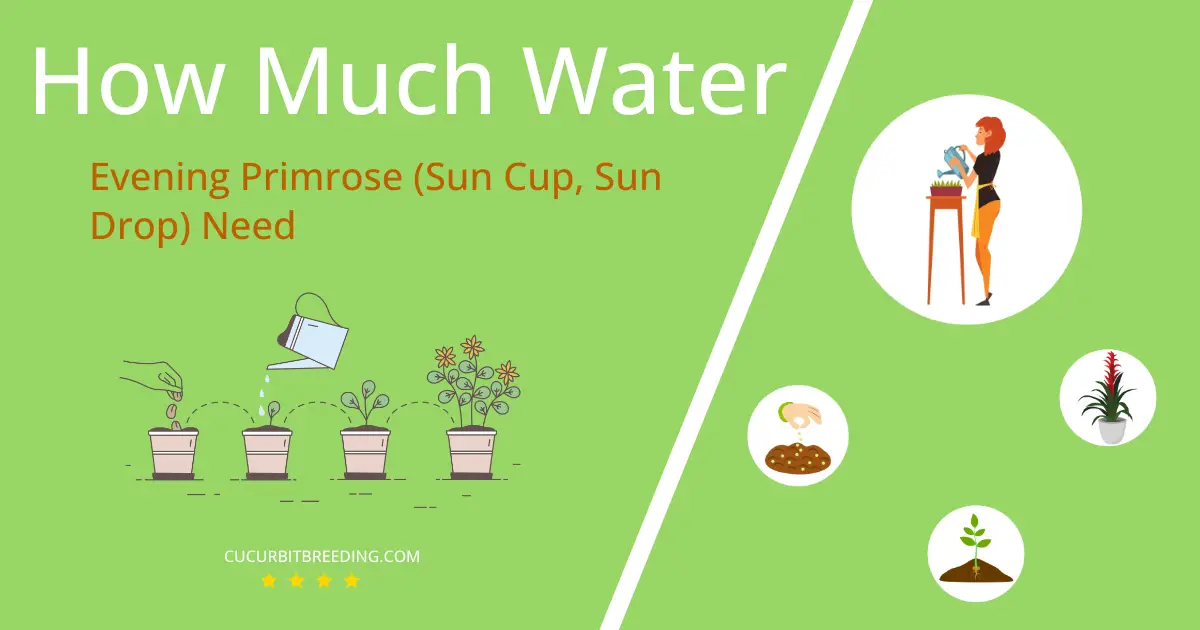 how often to water evening primrose sun cup