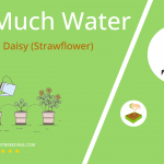 how often to water everlasting daisy strawflower
