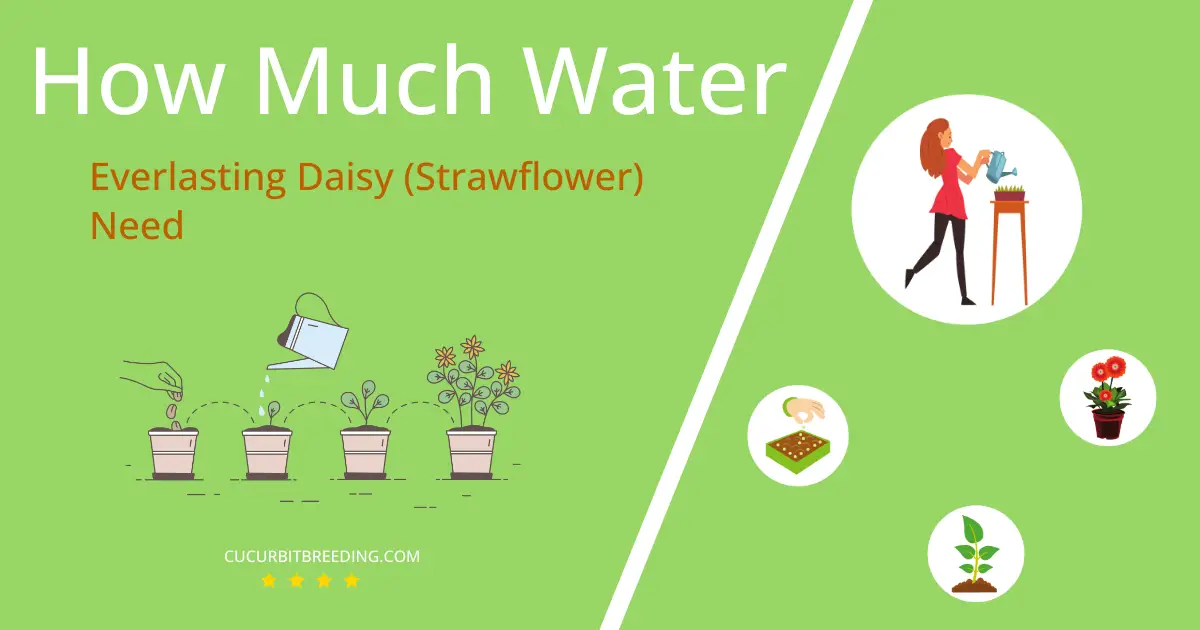 how often to water everlasting daisy strawflower