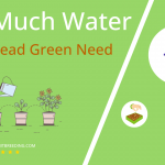 how often to water fiddlehead green