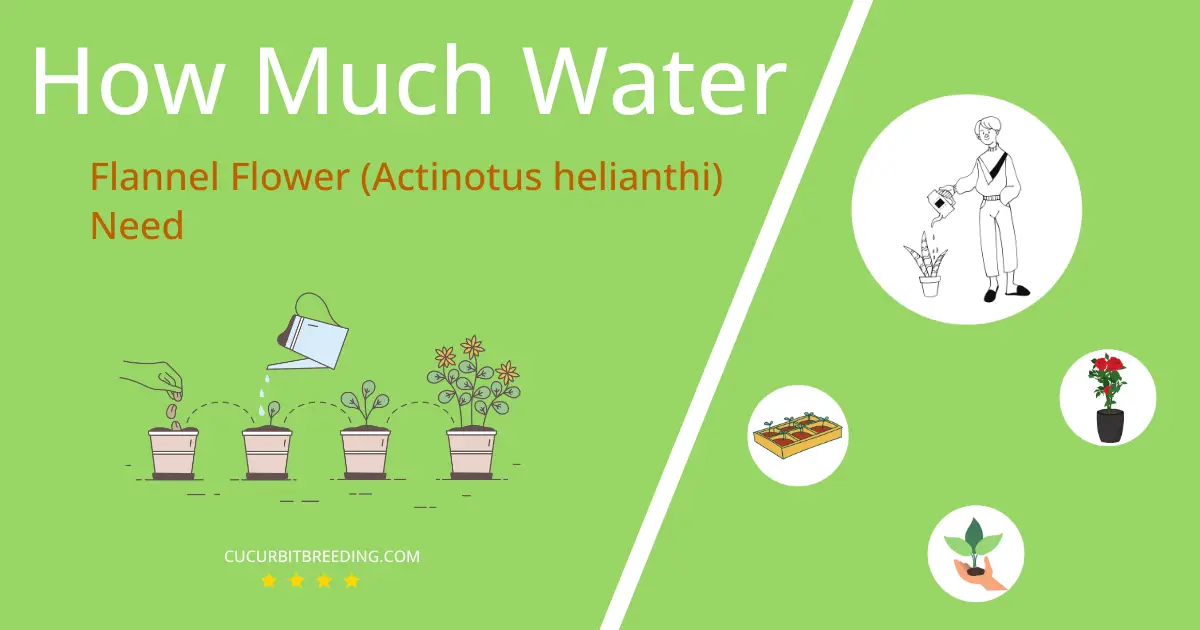 how often to water flannel flower actinotus helianthi