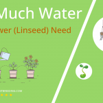 how often to water flax flower linseed