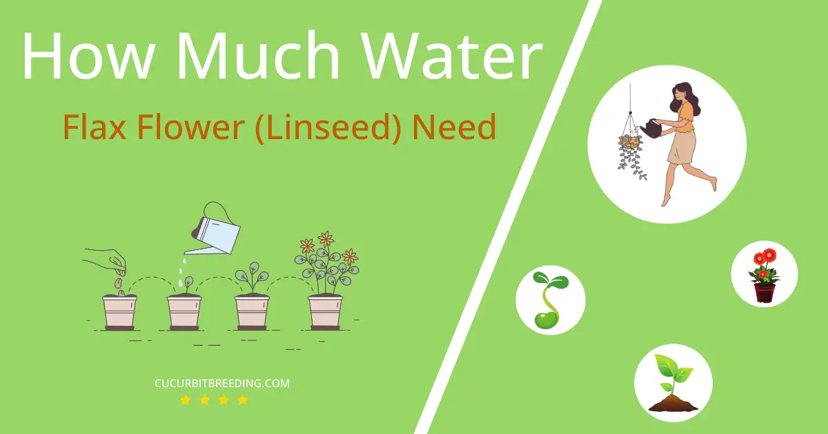 how often to water flax flower linseed