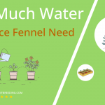 how often to water florence fennel