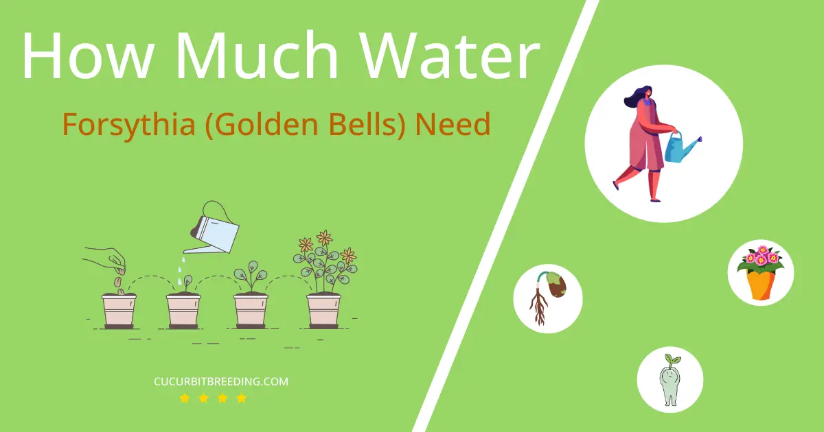 how often to water forsythia golden bells