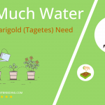 how often to water french marigold tagetes