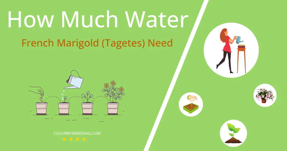 how often to water french marigold tagetes