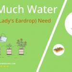 how often to water fuschia ladys eardrop