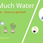 how often to water gambel oak quercus gambelii