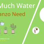 how often to water garbanzo