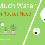 how often to water garden rocket