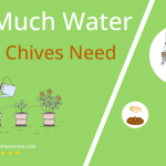 how often to water garlic chives